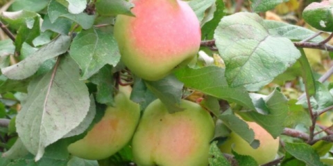 Drvo jabuke sjeverne zore: opis, oprašivači, fotografije i recenzije